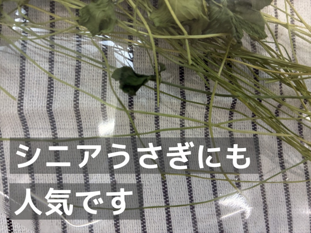 シニアうさぎにも人気の乾燥クローバー