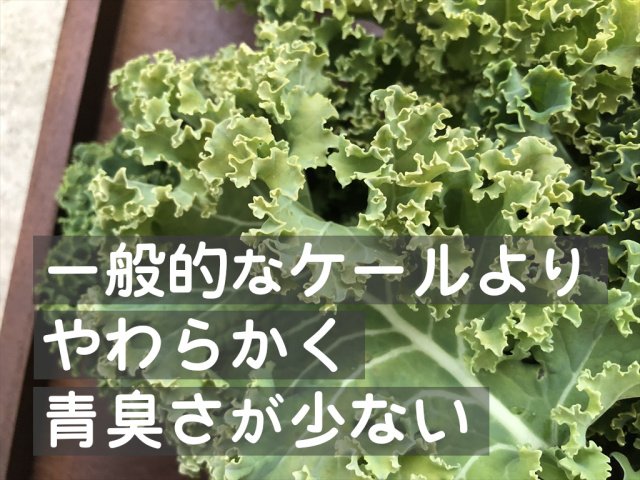 緑カリーノケールヴェルデ