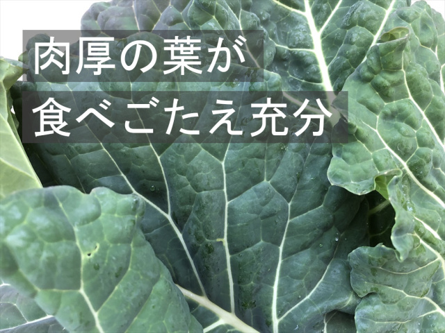 カラードグリーン