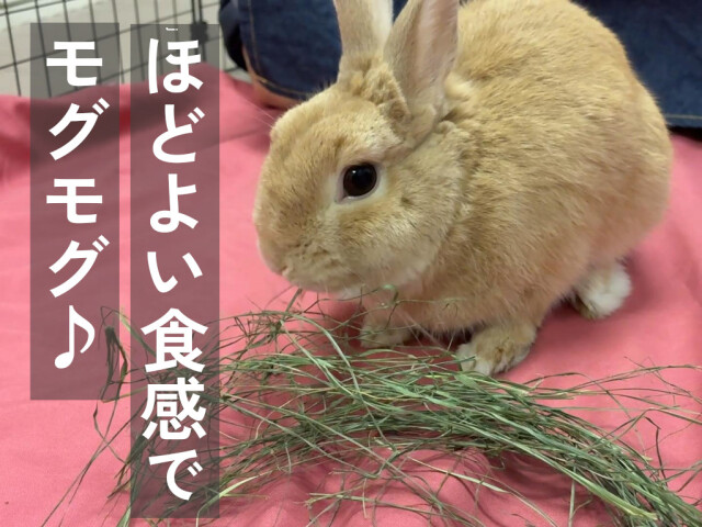 クセが少ないバヒアグラス牧草