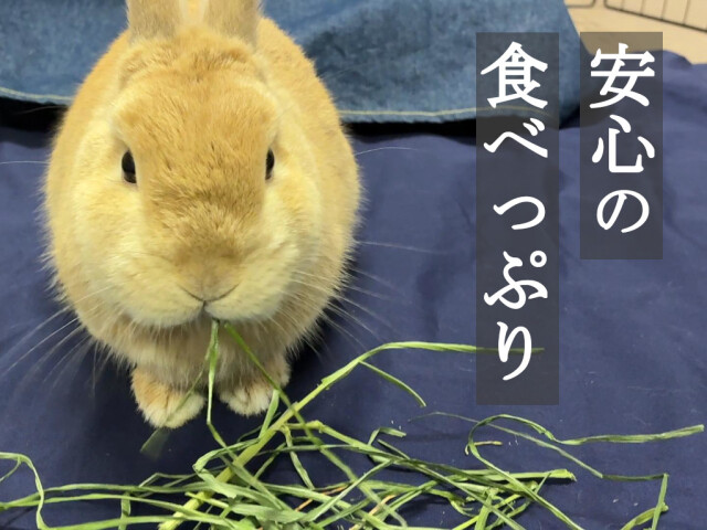 リーフイタリアンライグラス