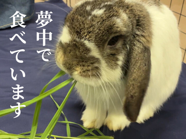 うさぎ用生チモシー 生牧草