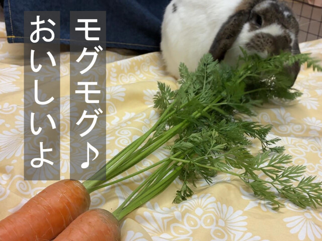 葉付きにんじんを食べるうさぎ おやつやご褒美におすすめ