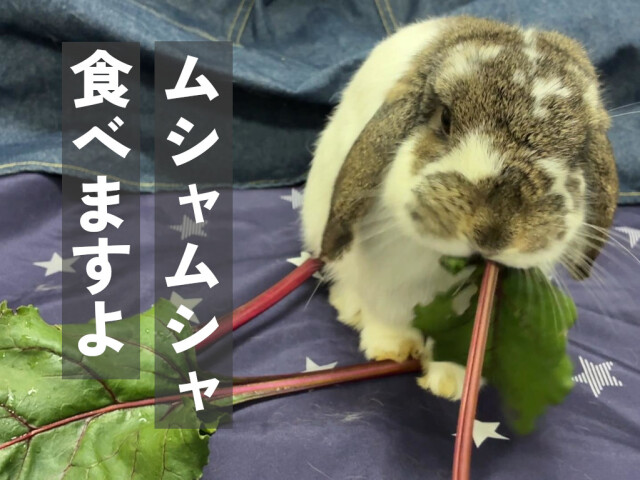 生ビーツの葉 うさぎが食べる様子