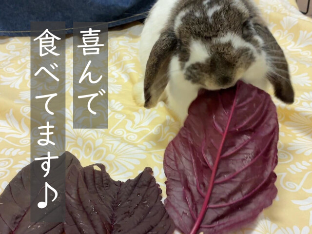 紫アマランサスを食べるうさぎ