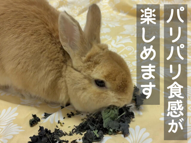 うさぎが食べる乾燥カリーノケールロッソ