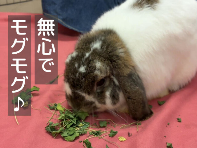 乾燥クローバーを食べるうさぎ