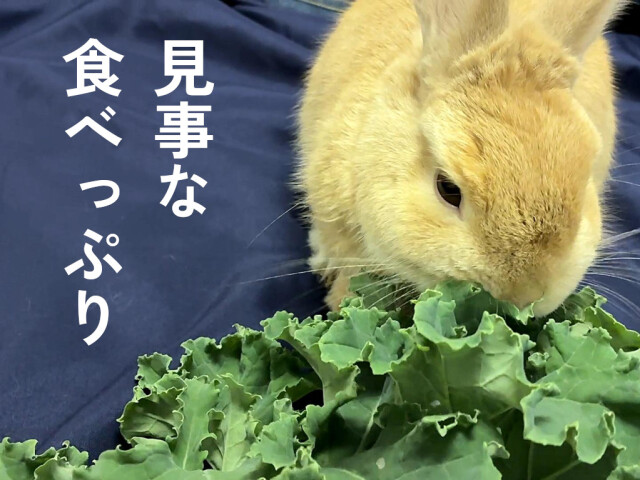 緑カリーノケールヴェルデ