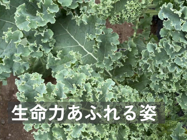 緑カリーノケールヴェルデ