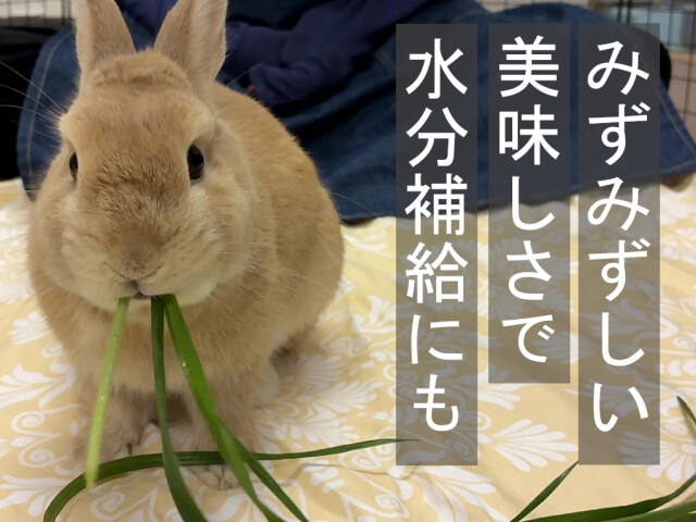 生イタリアンライグラス