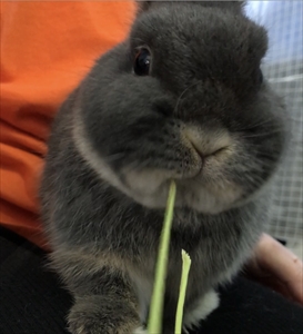 にんじん茎ポッキー,うさぎ