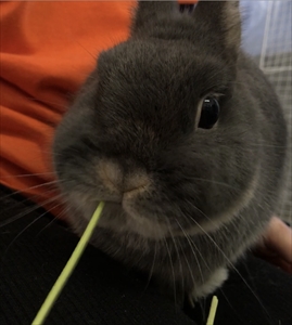 にんじん茎ポッキー,うさぎ