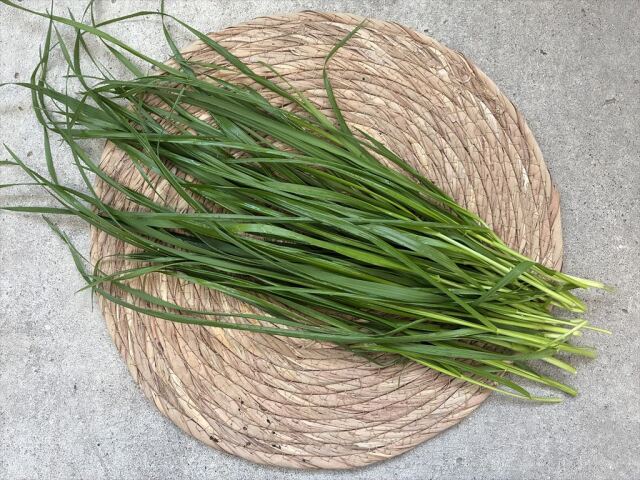 生イタリアンライグラス