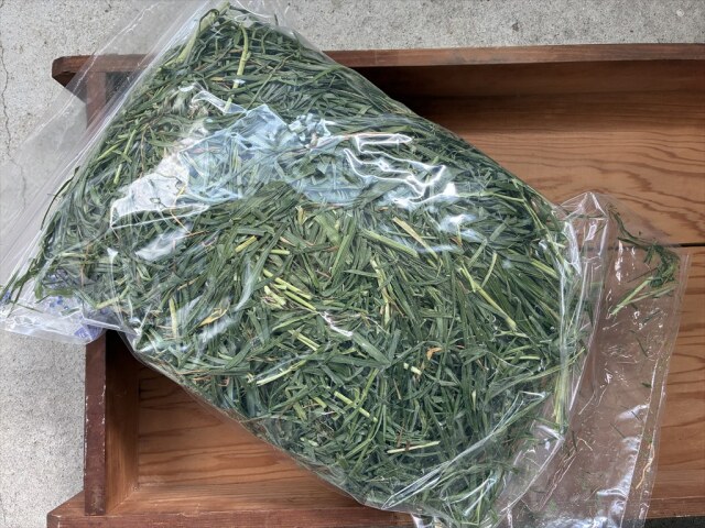 リーフイタリアンライグラス