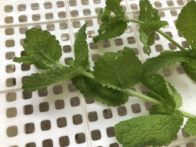 アップルミント,うさぎ,ハーブ