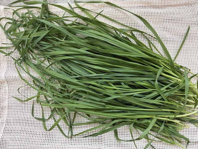 うさぎ用生チモシー 生牧草