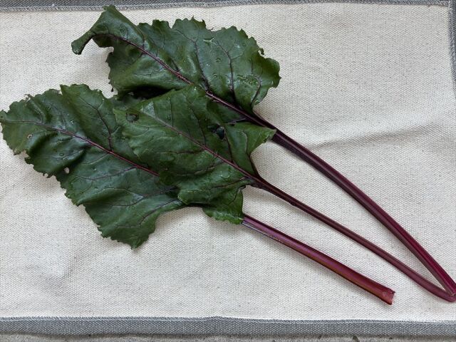 うさぎ用野菜 ビーツの葉 食いつき抜群