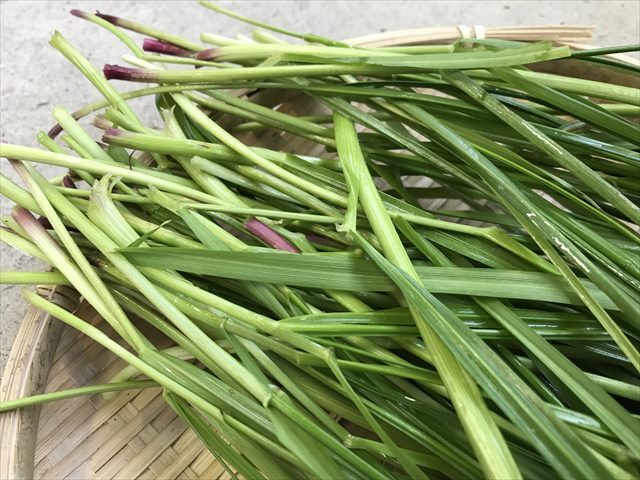 生イタリアンライグラス
