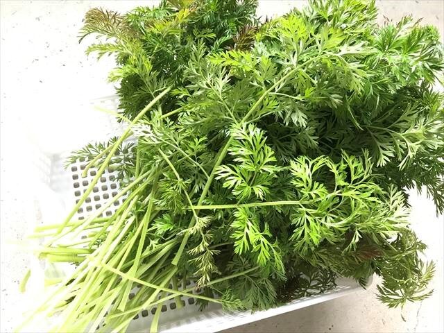 人参葉 にんじんの葉っぱ 人参の葉 野菜 葉 小動物ちゃんの
