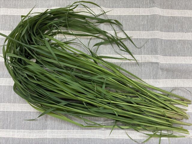 生ローズグラス 新鮮 うさぎ用牧草