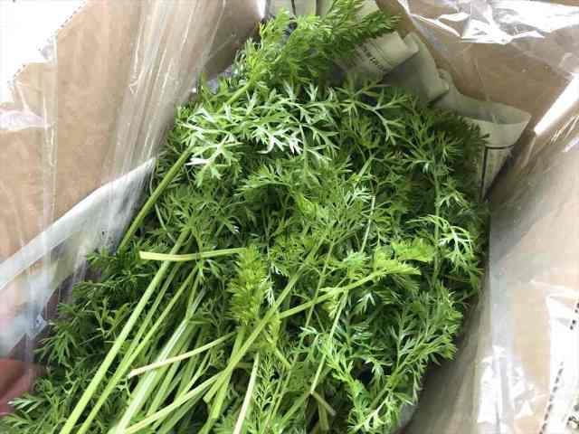 にんじん葉 うさぎが好きな野菜