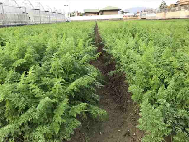 にんじん葉 うさぎが好きな野菜