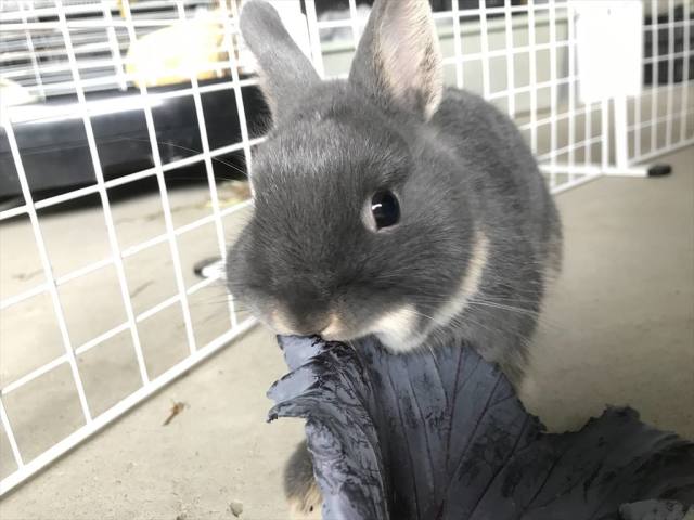 紫キャベツの葉