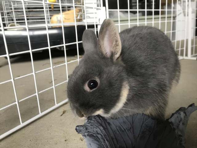 紫キャベツの葉