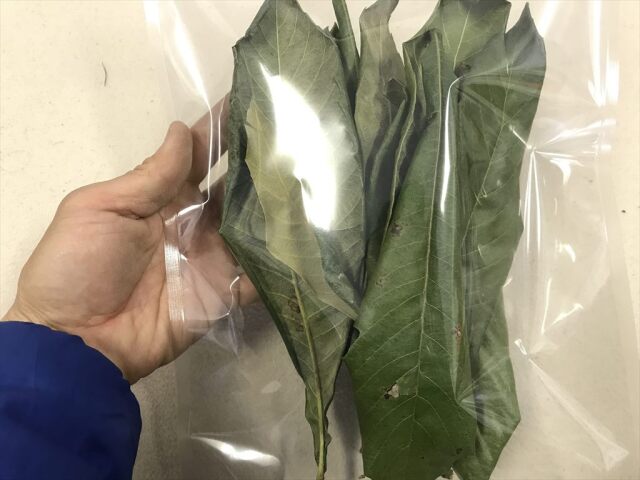 びわの葉っぱ！乾燥or生葉