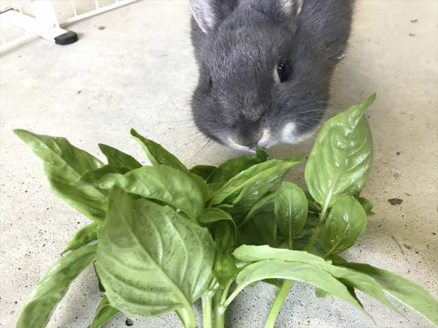 スイートバジル,うさぎ