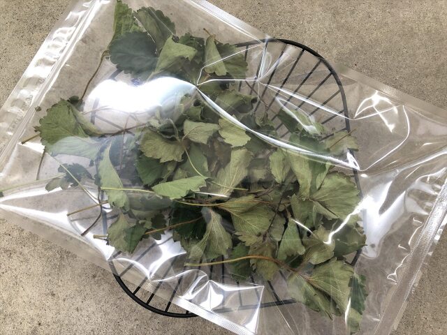 乾燥いちご葉