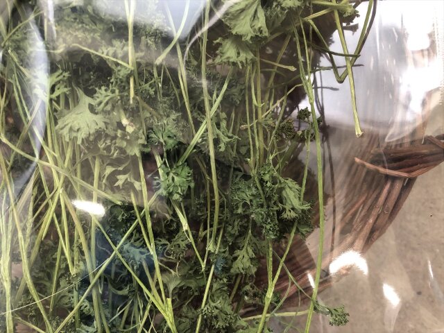 乾燥パラマウントパセリ