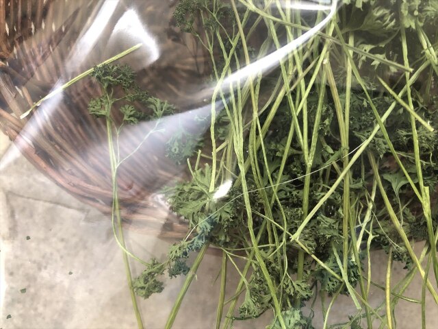 乾燥パラマウントパセリ