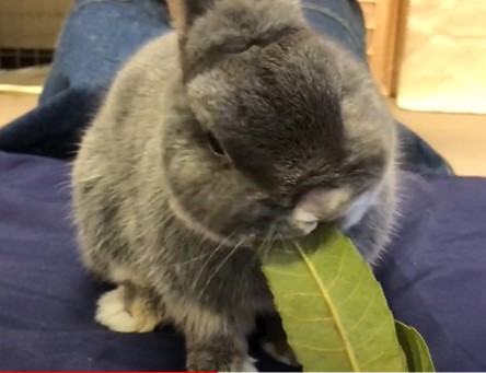 びわの葉