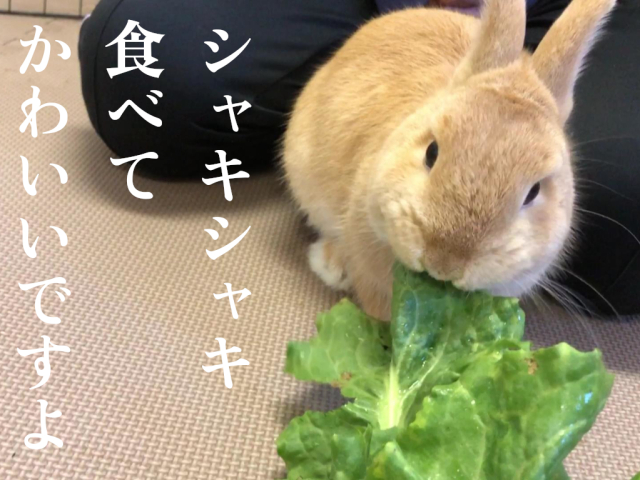 うさぎ スカローラ 食いつき