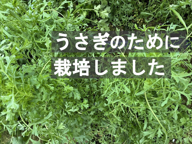 ランドクレス