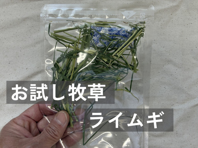 お試し牧草ライムギ