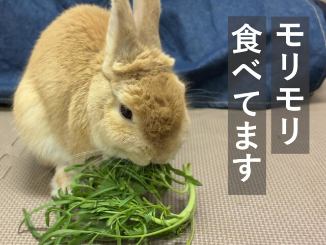 ランドクレス