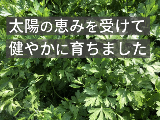 イタリアンパセリ,うさぎ,生ハーブ