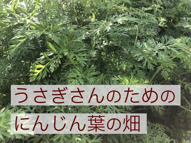 うさぎにんじん葉