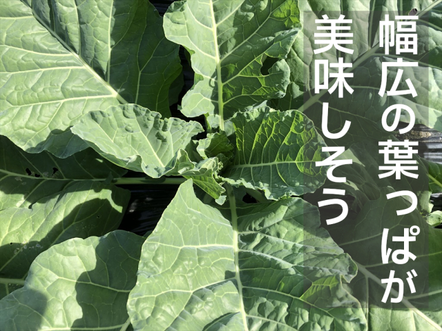 カラードグリーン