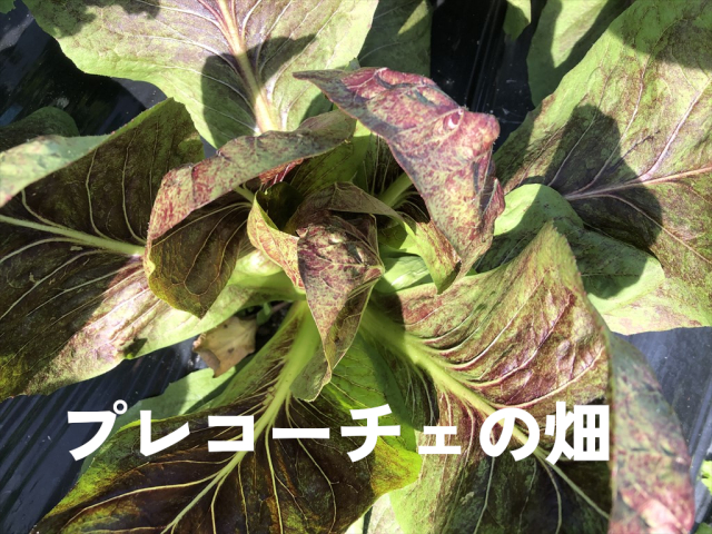 プレコーチェ イタリア野菜 うさぎ