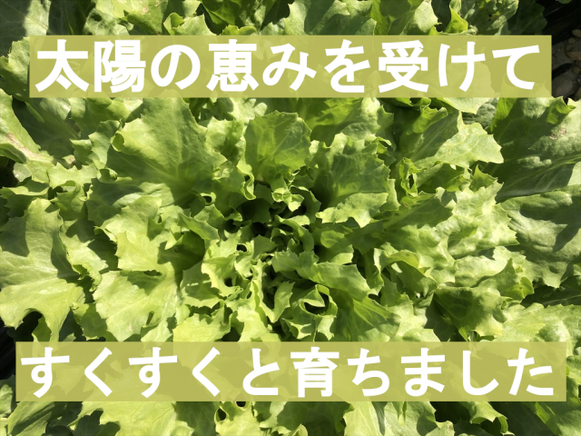 スカローラ イタリア野菜 うさぎ