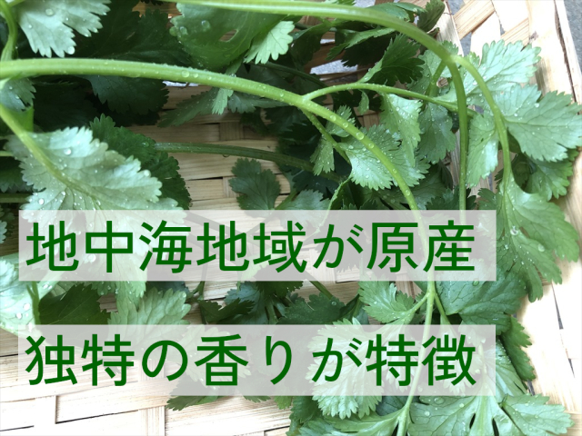 パクチー