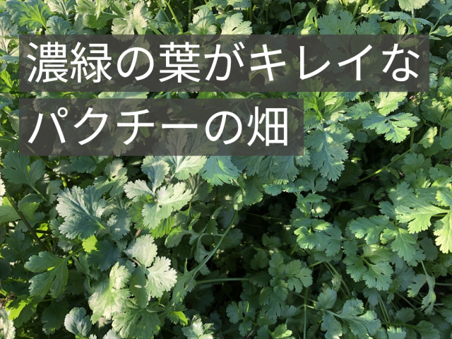 パクチー