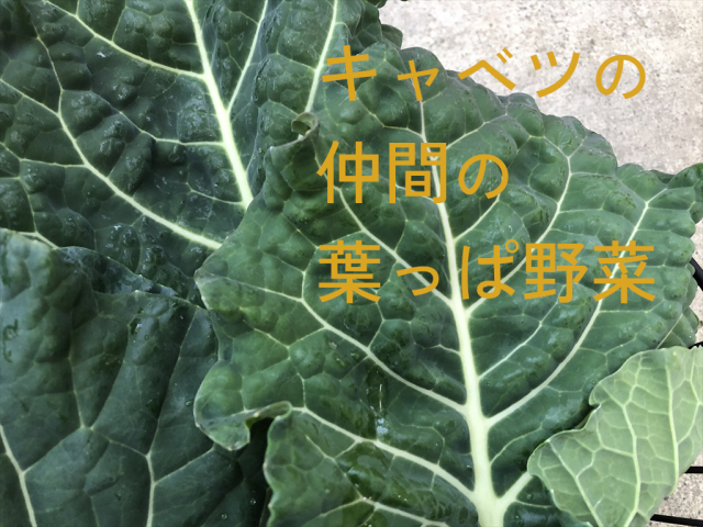 カラードグリーン