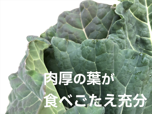 カラードグリーン