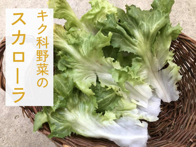 エンダイブ 広葉 スカローラ