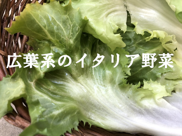 新鮮 スカローラ うさぎ畑