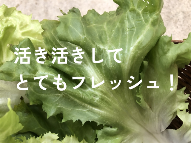 スカローラ シャキシャキ 葉野菜